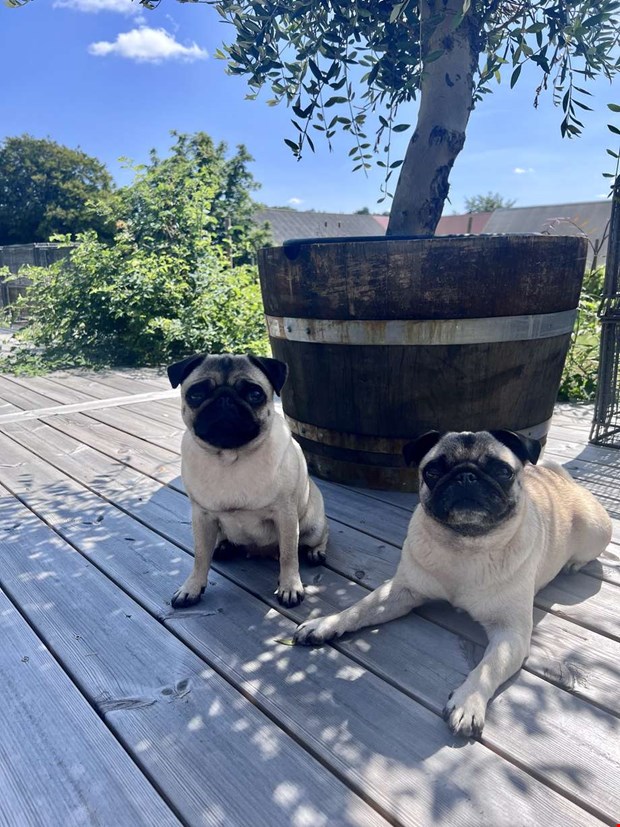 Kvinnan som slog följe med mopsarna Kvinnan som slog följe med mopsarna