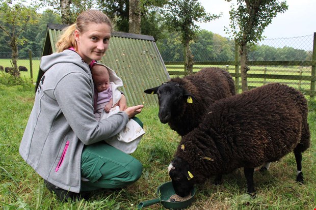 Lindas djur drabbades av bl�tunga 