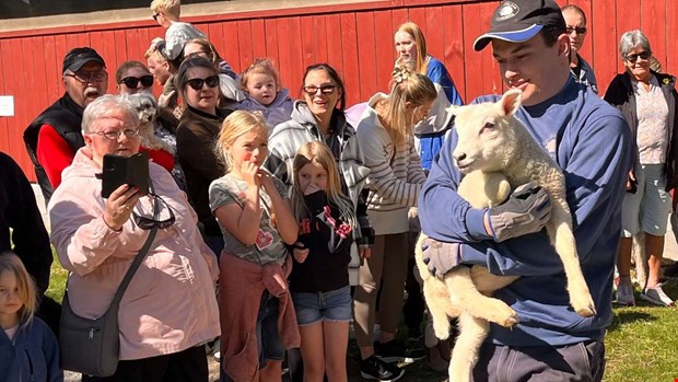 Lammsl�pp med storpublik � men Ferdinand vill inte