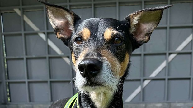 Sniff är plattmaskarnas skräck Sniff är plattmaskarnas skräck