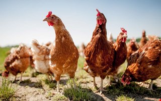 Utegngsfrbud fr fjderfn