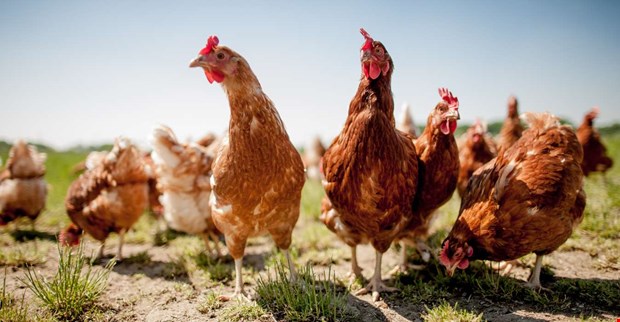 Utegångsförbud för fjäderfän Utegångsförbud för fjäderfän